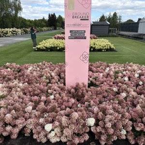 Hortenzia metlinatá (Hydrangea paniculata) ´GROUNDBREAKER® BLUSH´ by LIVING CREATIONS®´ - výška 20-30 cm, kont. C1.5L